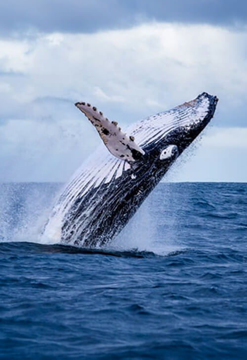 Whale festival in Sainte-Marie