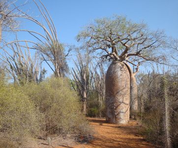 Madagascar Touring