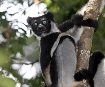 Andasibe : le royaume des lémuriens