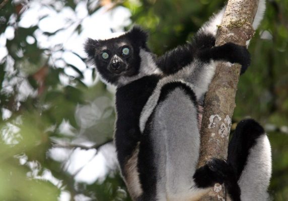 Madagascar Touring