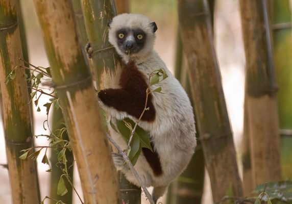 Madagascar Touring