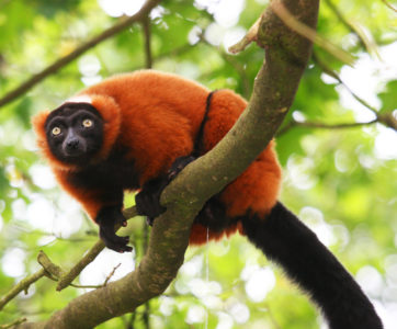 Andasibe : close to nature