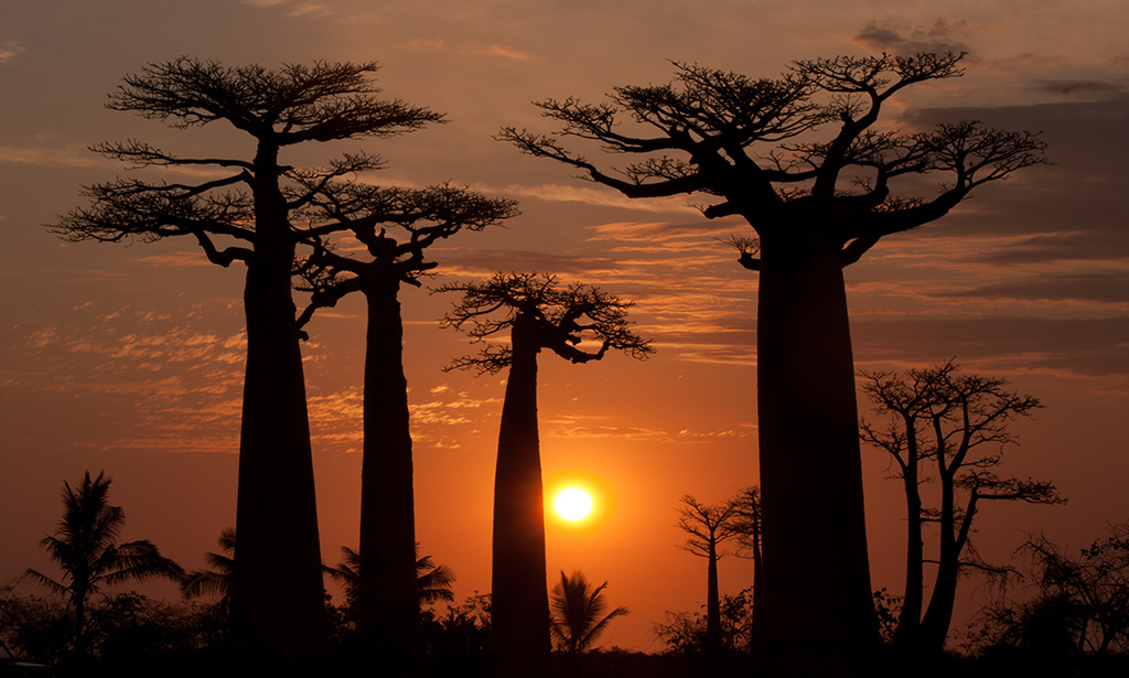 Beautiful sunset at the baobab avenue Morondava